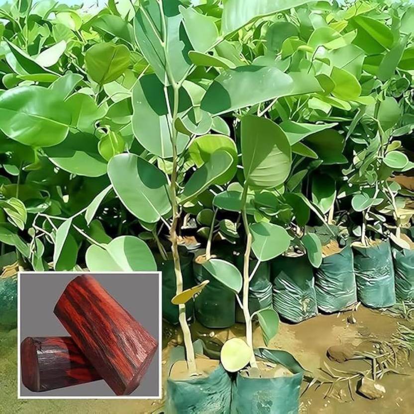 cloud farm Red Sandalwood Plant-picture-33