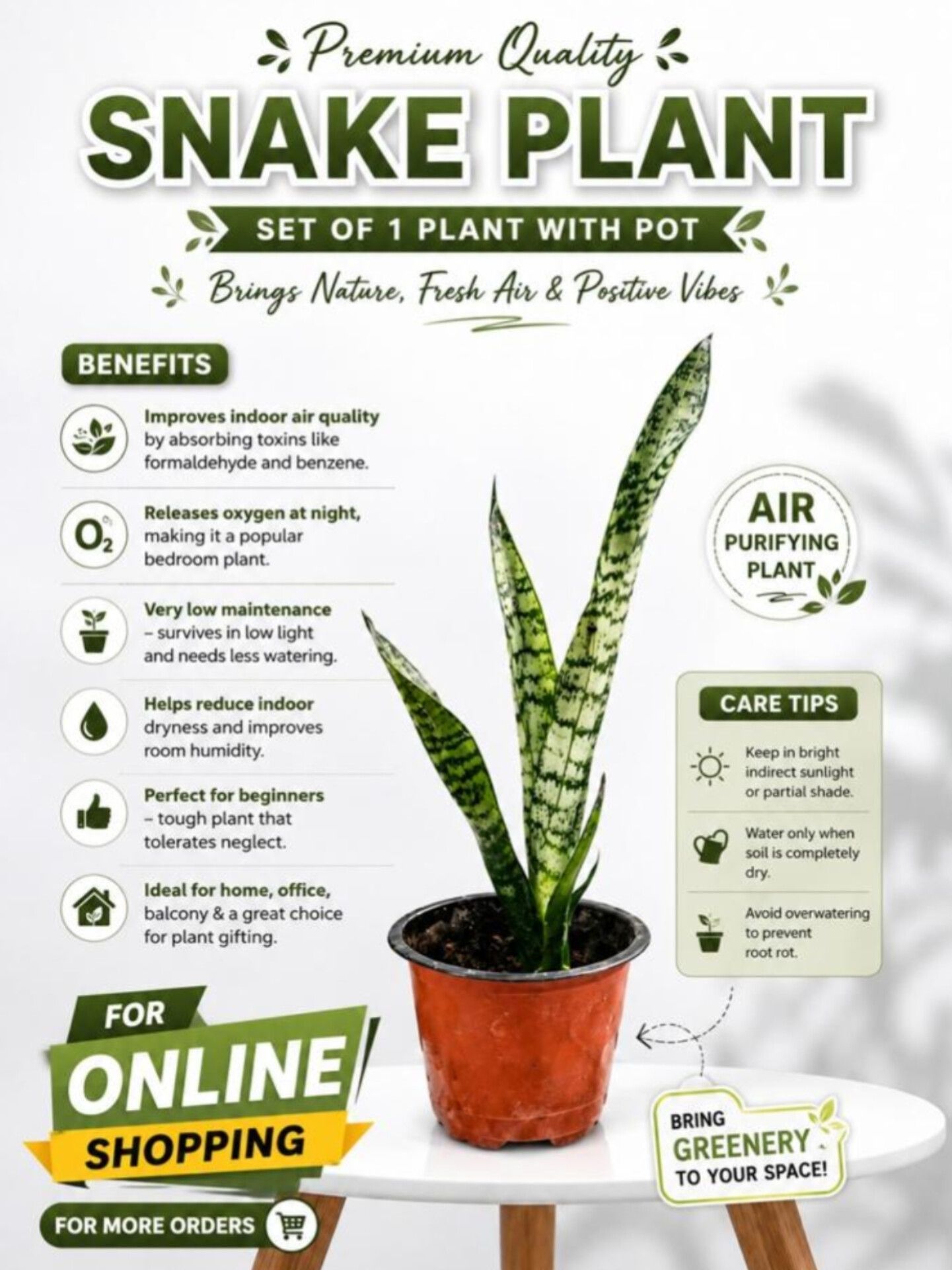 nands exotic roots Snake Plant-picture-16