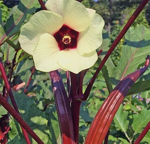 Pink Lady Plant-image-0