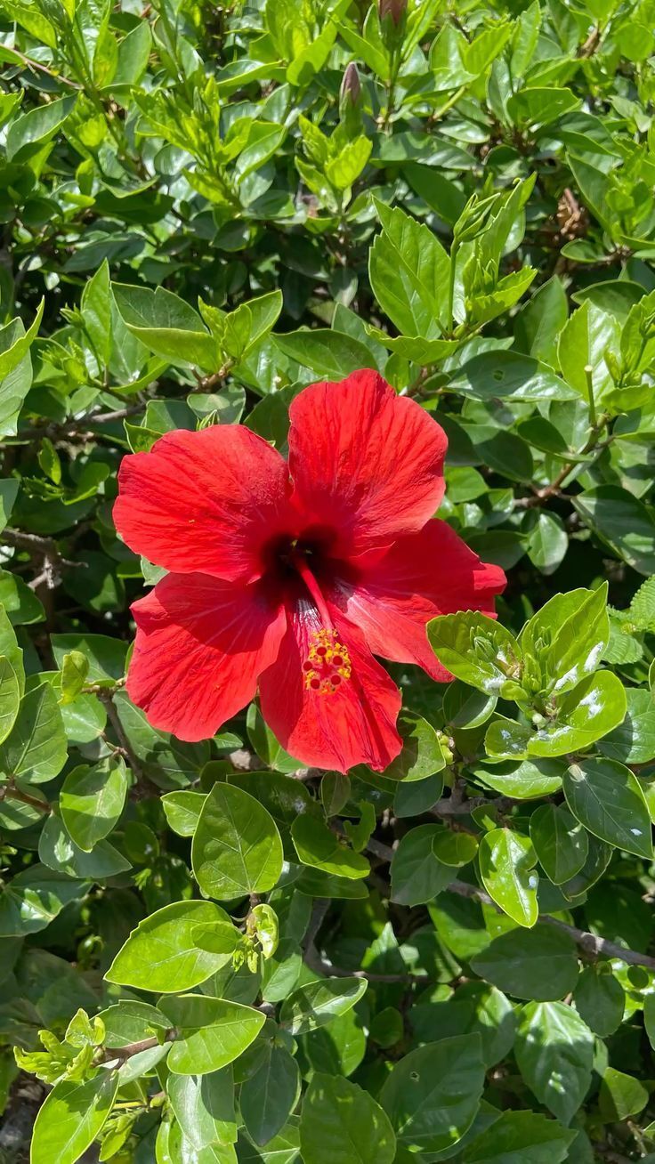 Hibiscus Plant, Hibiscus Gudhal Flower Plant-image-49