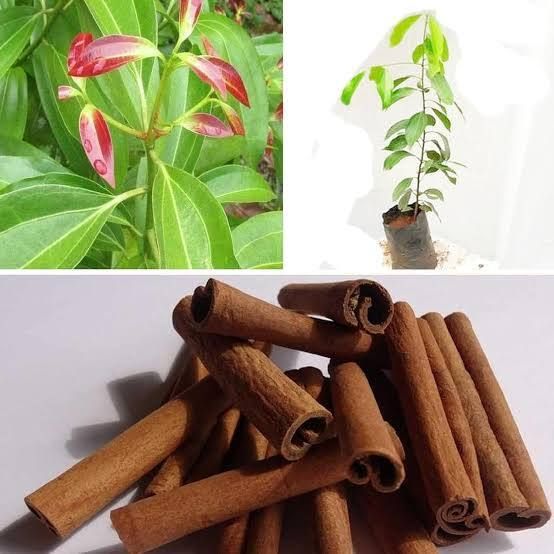 saiquales Cinnamon Plant-picture-10