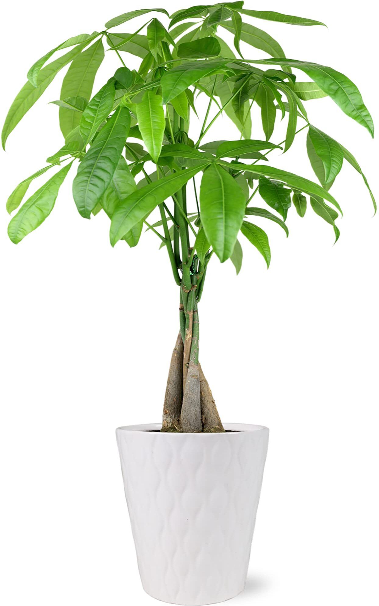 Knotted Pachira Plant-image-23