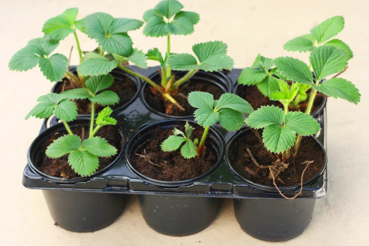 barnaby Strawberry Plant-picture-28