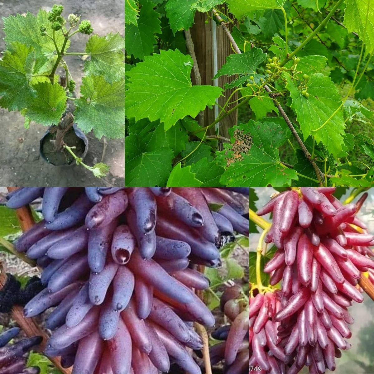 grapes plant