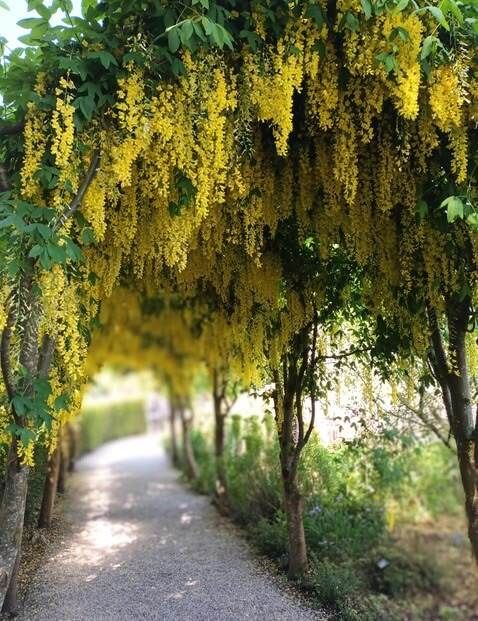 kumubon Thryallis Golden Shower Plant-picture-17
