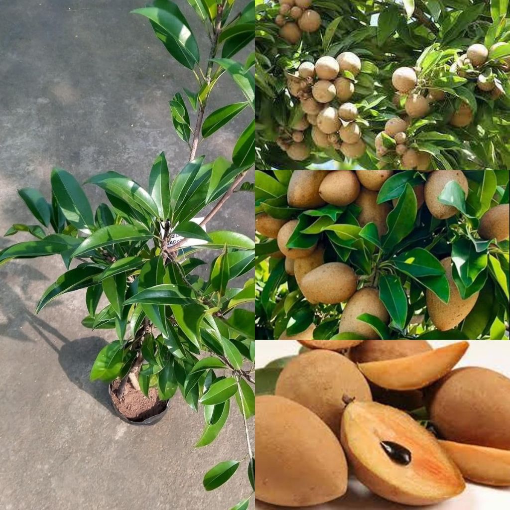 cloud farm Chiku Plant-picture-29