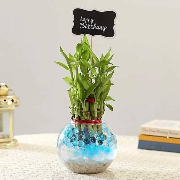 Lucky Bamboo Plant-image-9