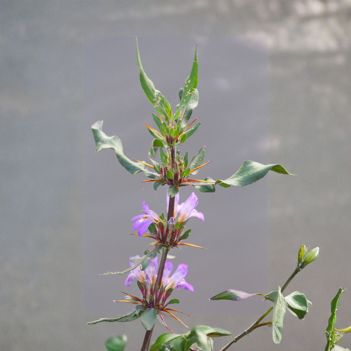 aestheticplant Marsh Barbel Plant-picture-23