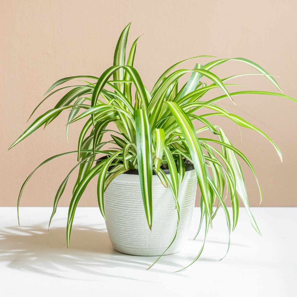 Spider Plant-image-8