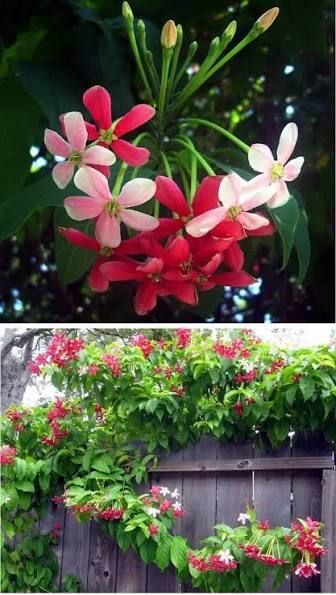 Madhumalti/Rangoon Creeper-image-8