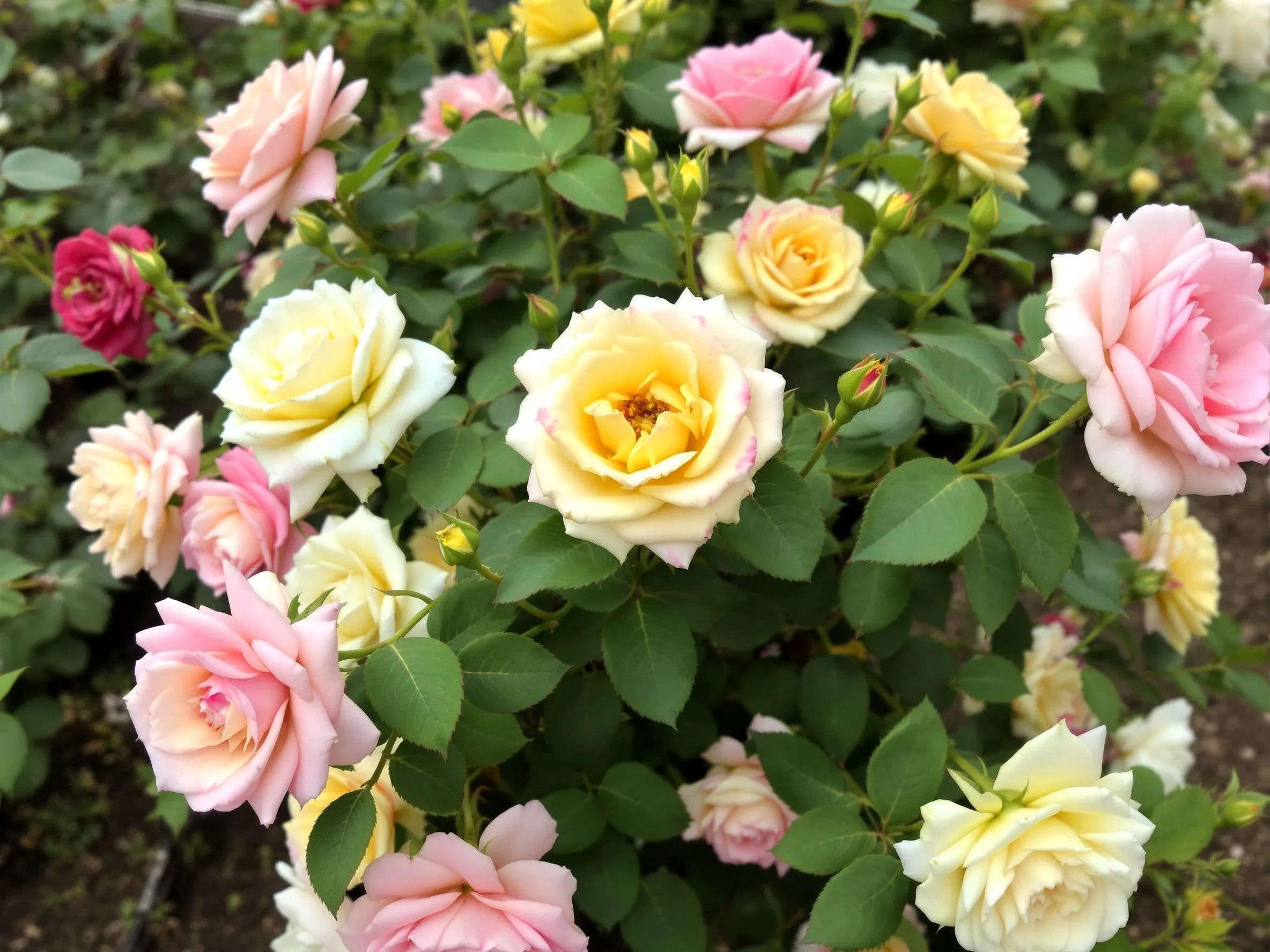 deys agro ® gulab flower seeds,gulab ka phool Seed-picture-8