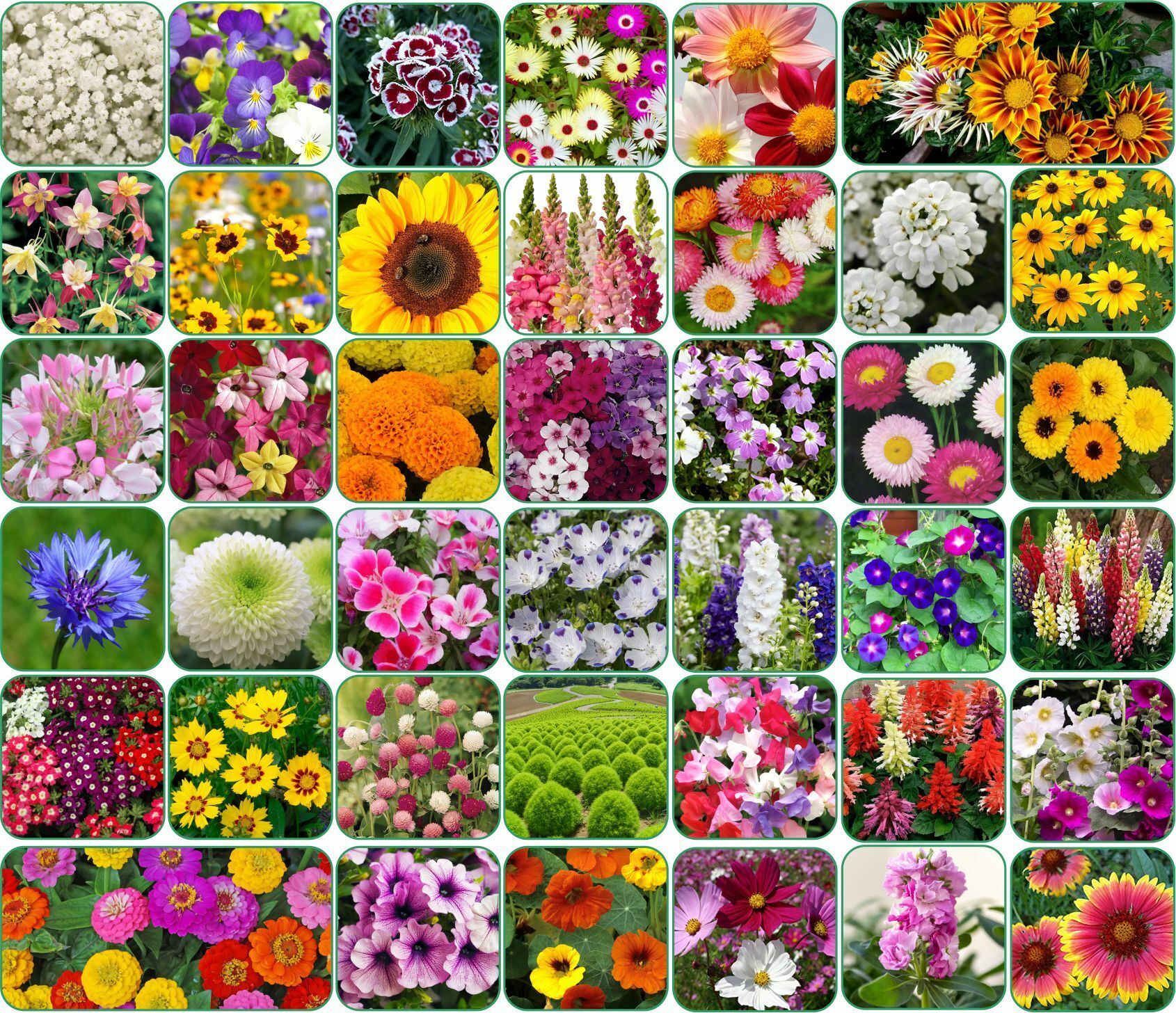 Combo of 40 variety 3500+ flower with instruction manual. Seed