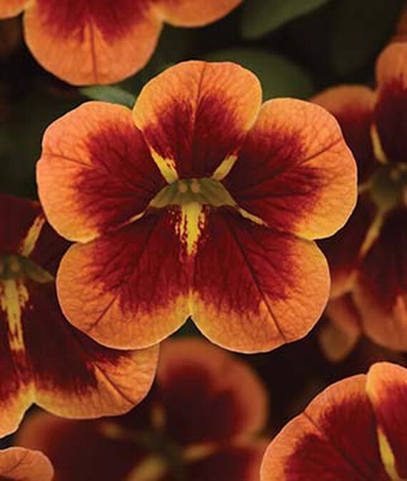 biosnyg Calibrachoa, Bumble Bee Orange Seed-picture-48