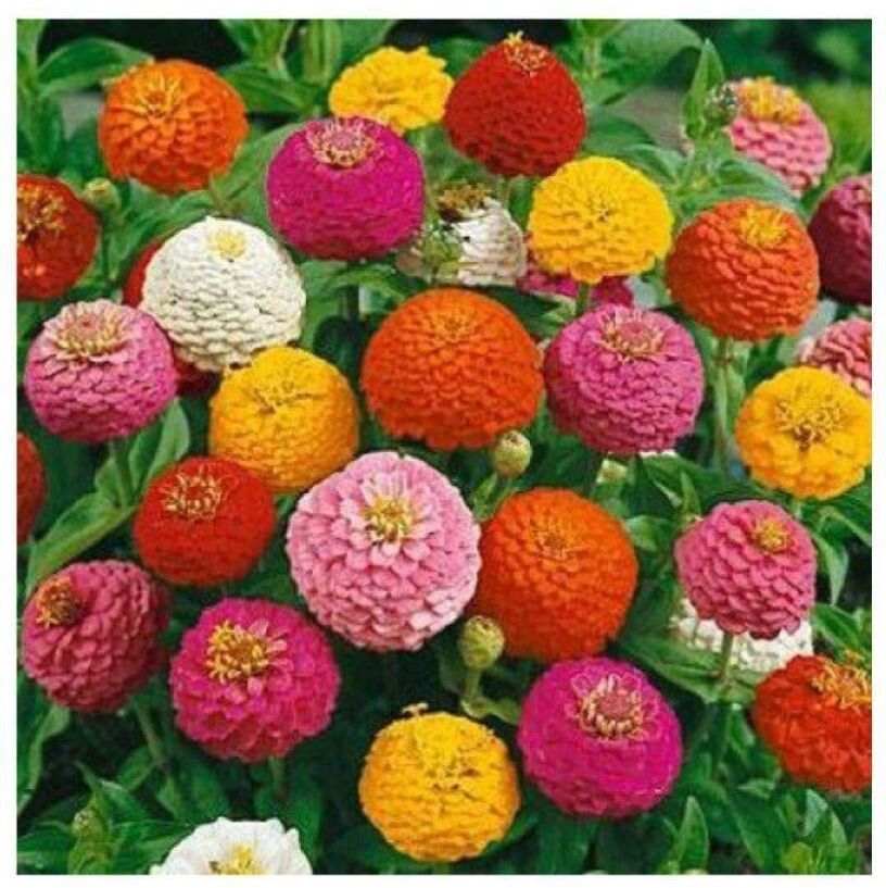 Zinnia Double Mixed-DXL-8Y Seed-image-21