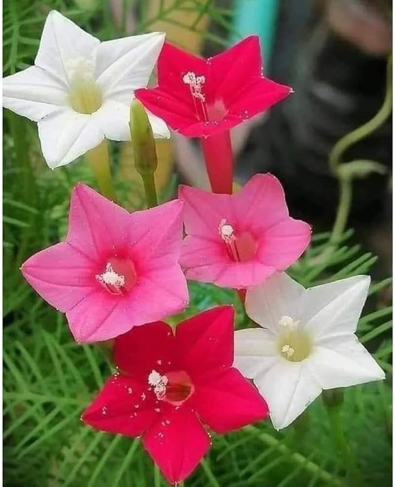 Cypress Vine Mix Color Flower Seeds pack of 84 Seed-image-25
