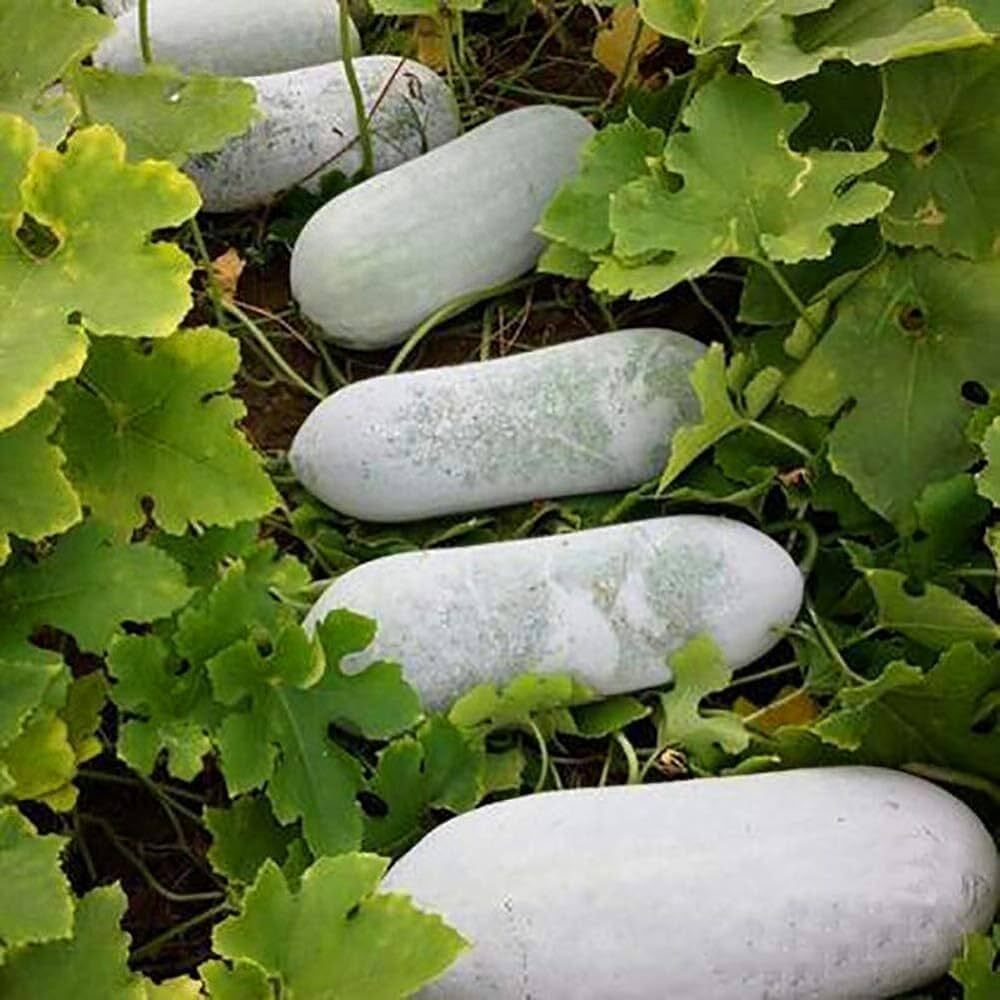 Ash Gourd, Indian Mithai Petha Seed-image-13