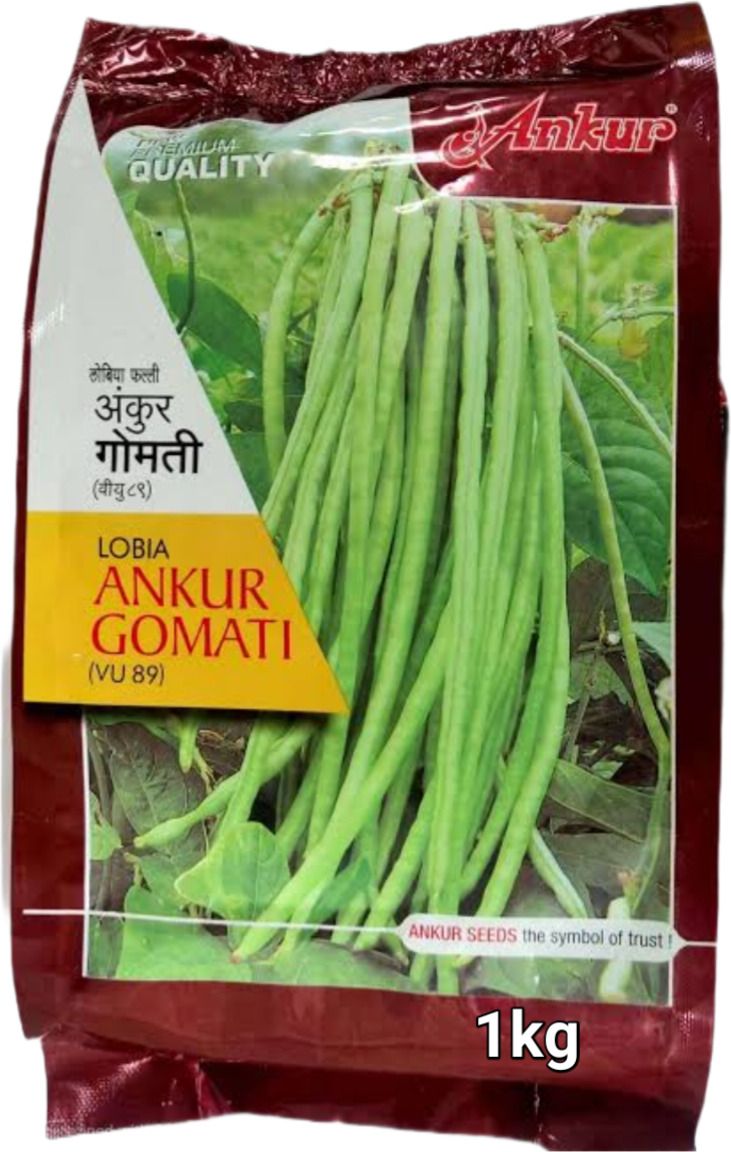 1kg ankur gomati lobiya seeds Highest yield variety Seed-image-7