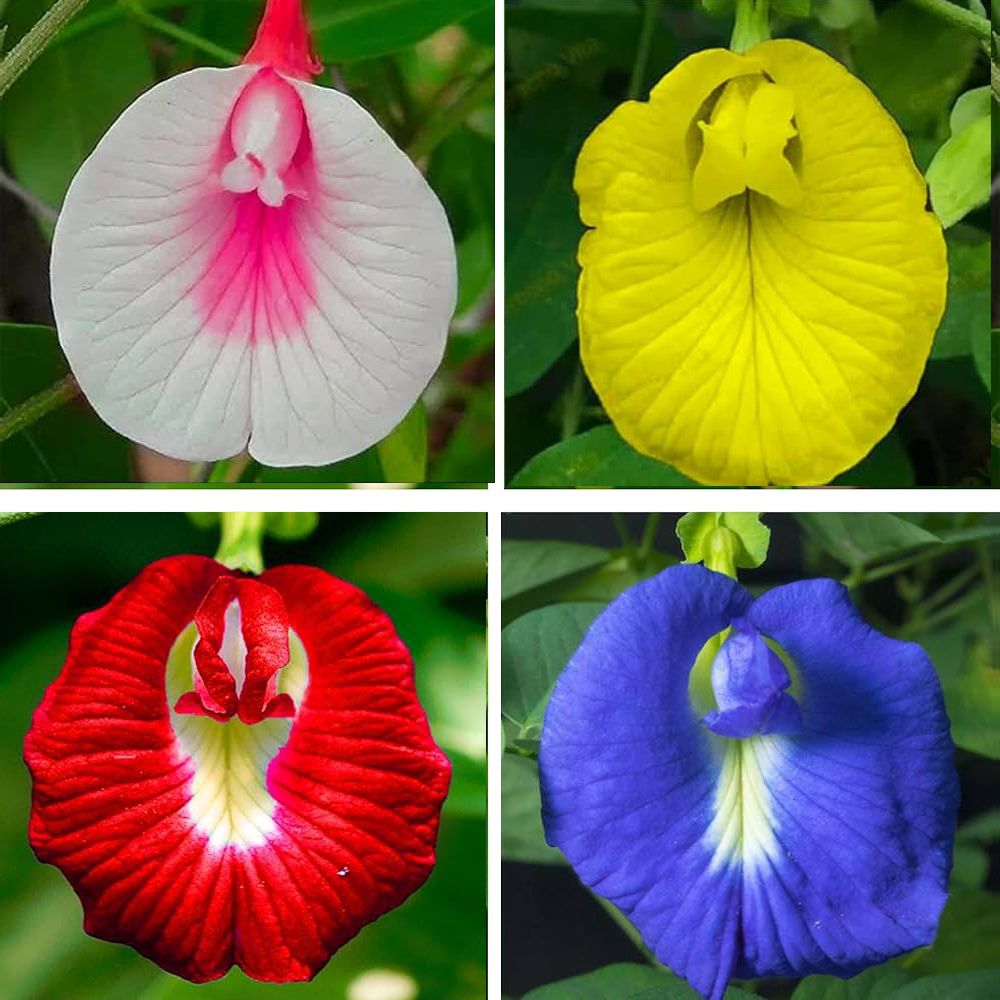 Mixed Color Aparajita Seeds, Clitoria Ternatea (21 Per Packet) Seed-image-48