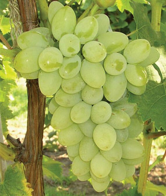 Grape, Neptune PP 12,302 Seed-image-41