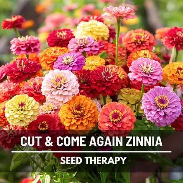 multi color zinnia flower seeds Seed-image-49