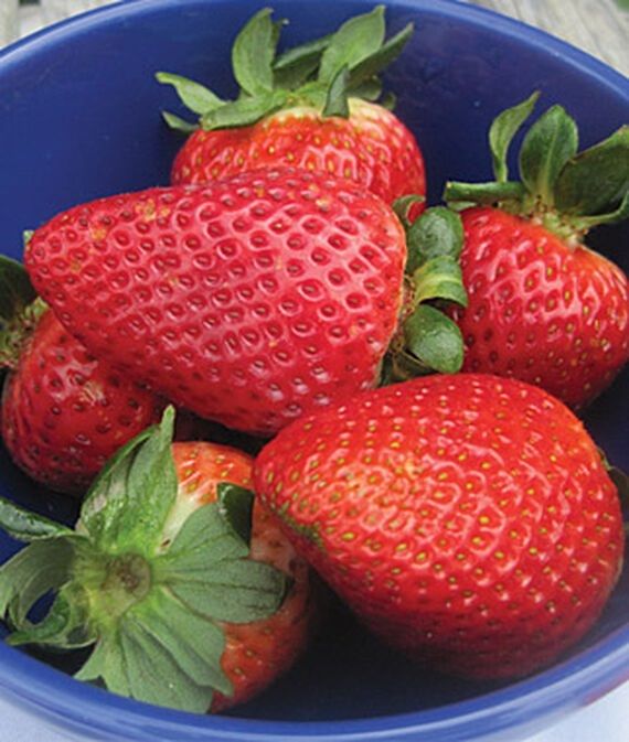 biosnyg Flavorfest Strawberry Seed-picture-36