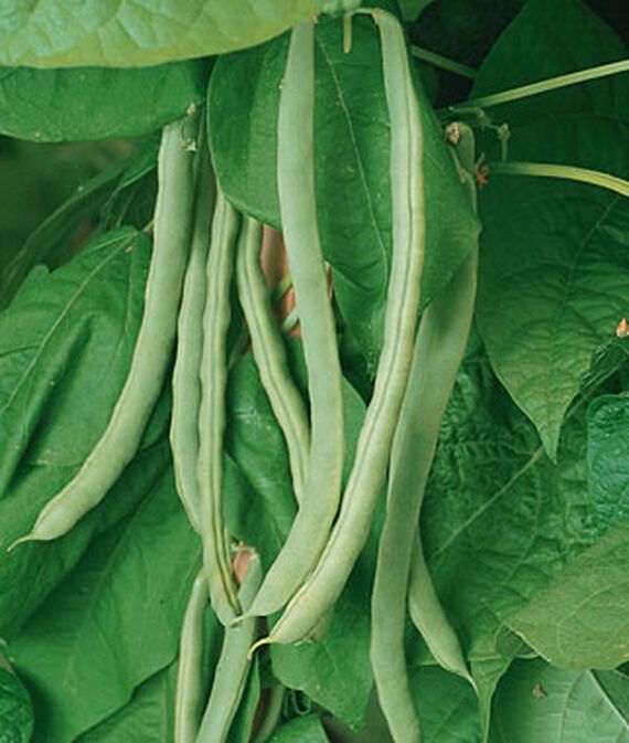 vibex Bean, Pole, Kentucky Wonder Seed-picture-24