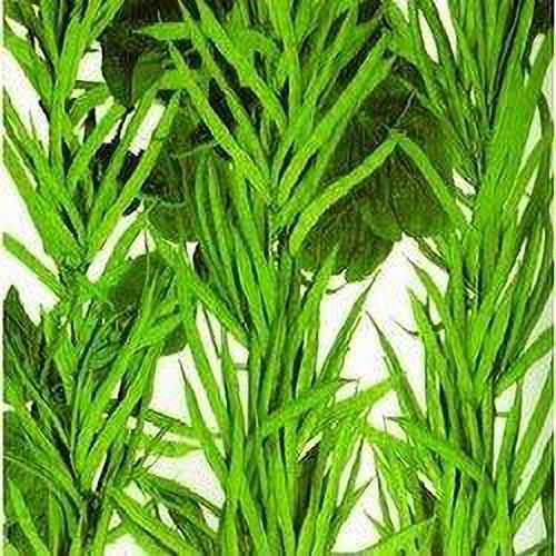Cluster Beans Seed-image-14