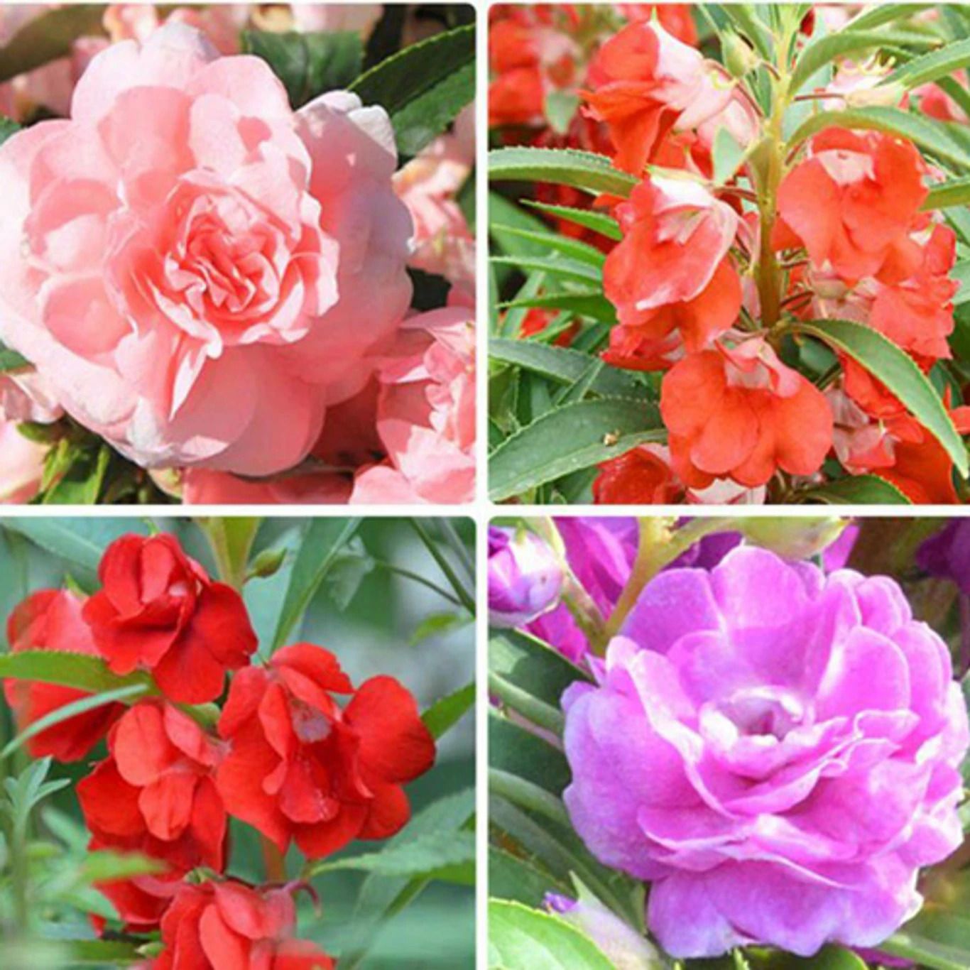 deys agro Balsam Seeds, Dopati Seeds, Organic Flower Seeds For Gardening Seed-picture-46