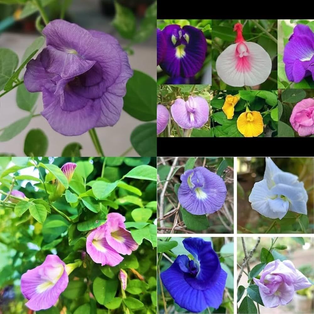 Aparajita Mix All Colours | Double & Single Petal Varieties Seed-image-7