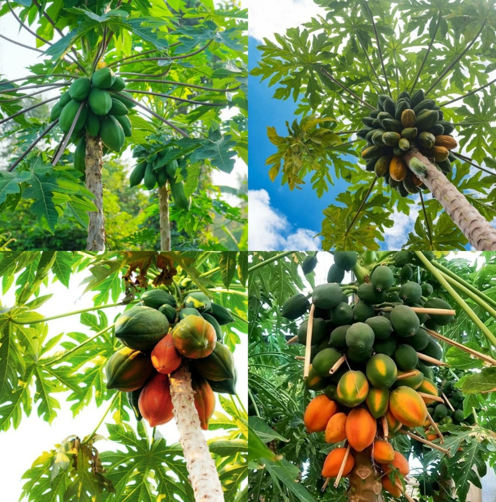 Red lady 786 papaya seeds original pack of 230 Seed-image-25