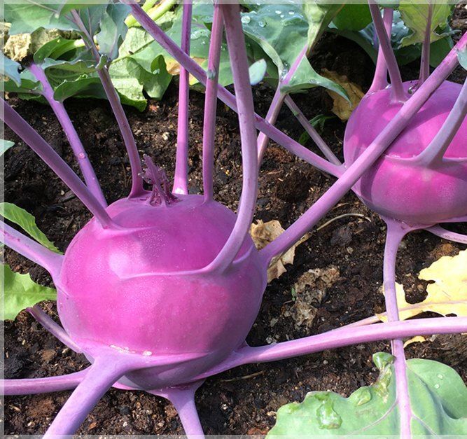 Purple Knol Khol Hybrid Imported Vegetable Seed-image-10
