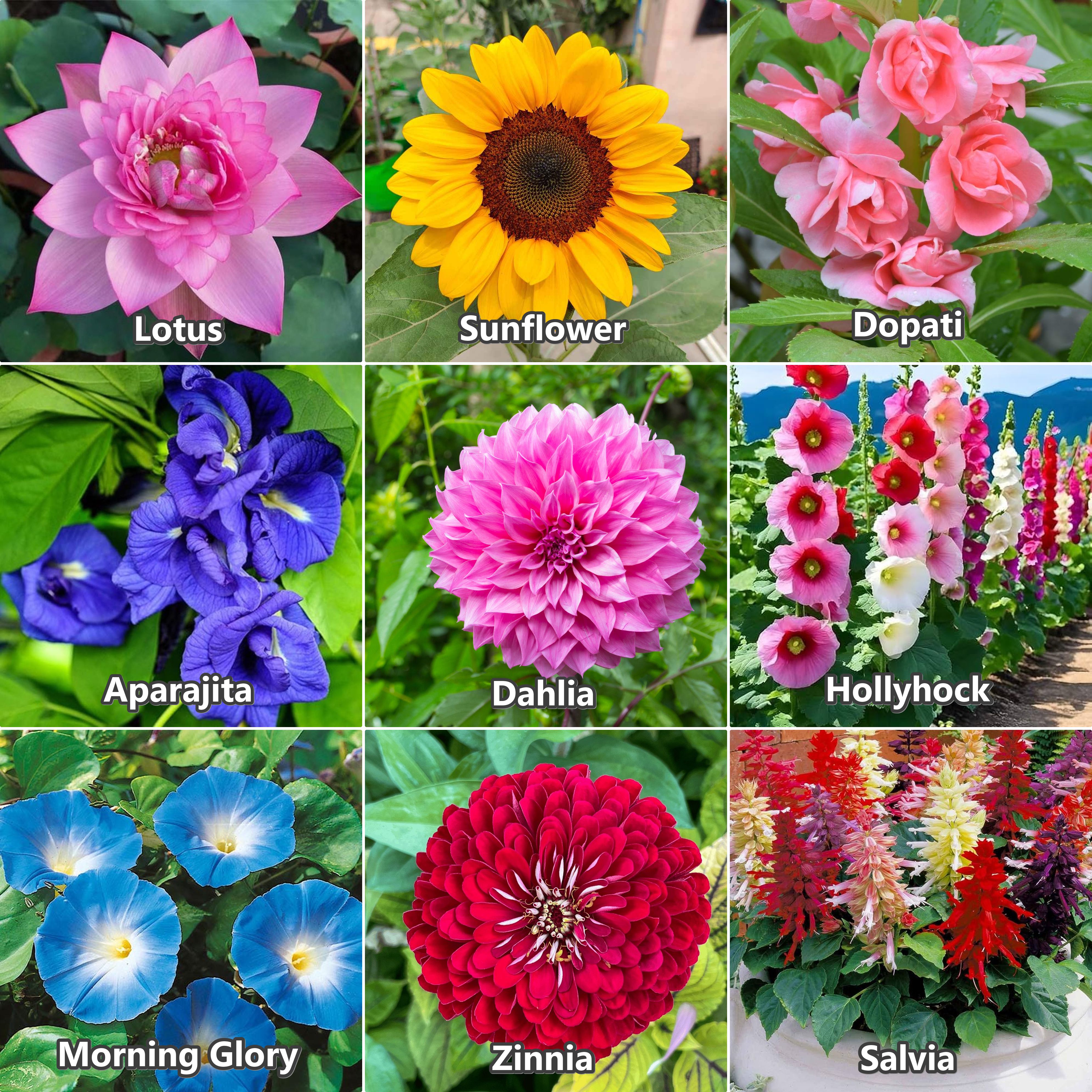 Hollyhock,Aprajita,Lotus, Dahlia,Dopati,Sunflower, Salvia,Mg glory,Zinnia, combo Seed-image-49