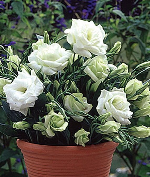 vibex Lisianthus, White Rose Seed-picture-43