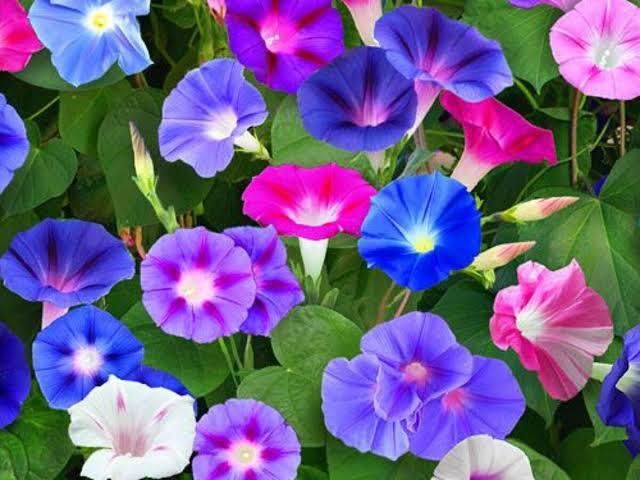 deys agro ® ipomoea morning glory seeds flower Seed-picture-5