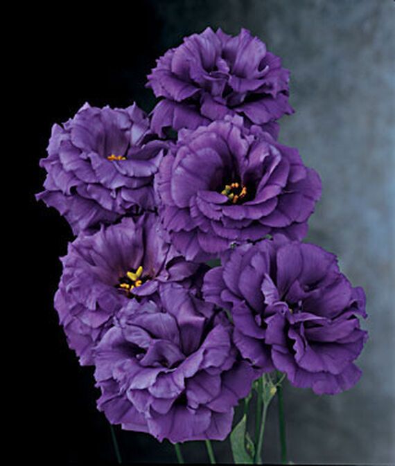 The Blue Rose Lisianthus Seed-image-23