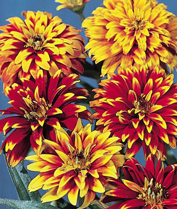 vibex Zinnia, Old Mexico Seed-picture-34