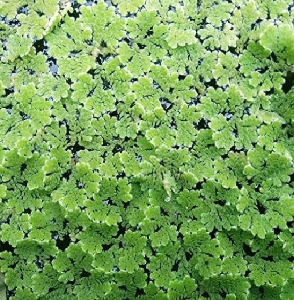 ajolla seeds,ajolla plant seeds Seed-image-36