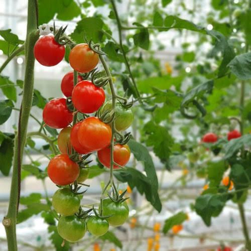 f1Hybrid Cherry Tomato seeds for planting Seed-image-1