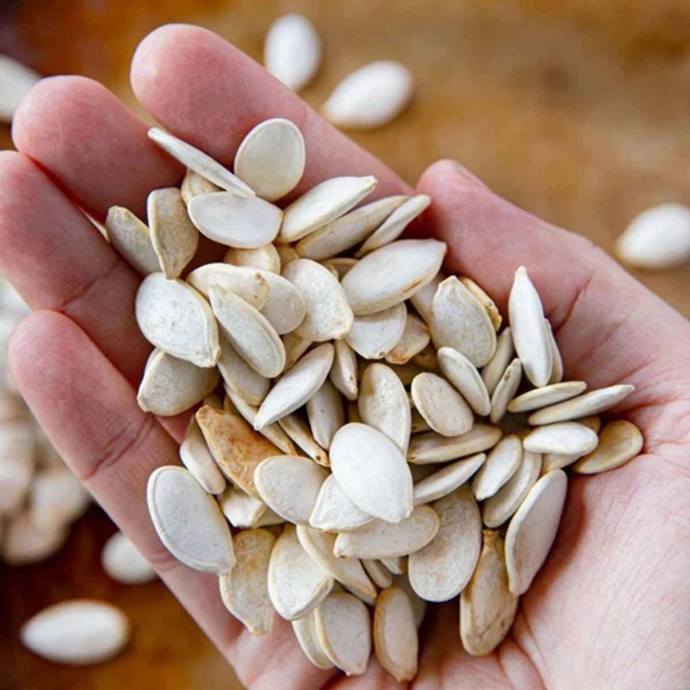deys agro pumpkin seed, hybrid pumpkin, kumro Seed-picture-31