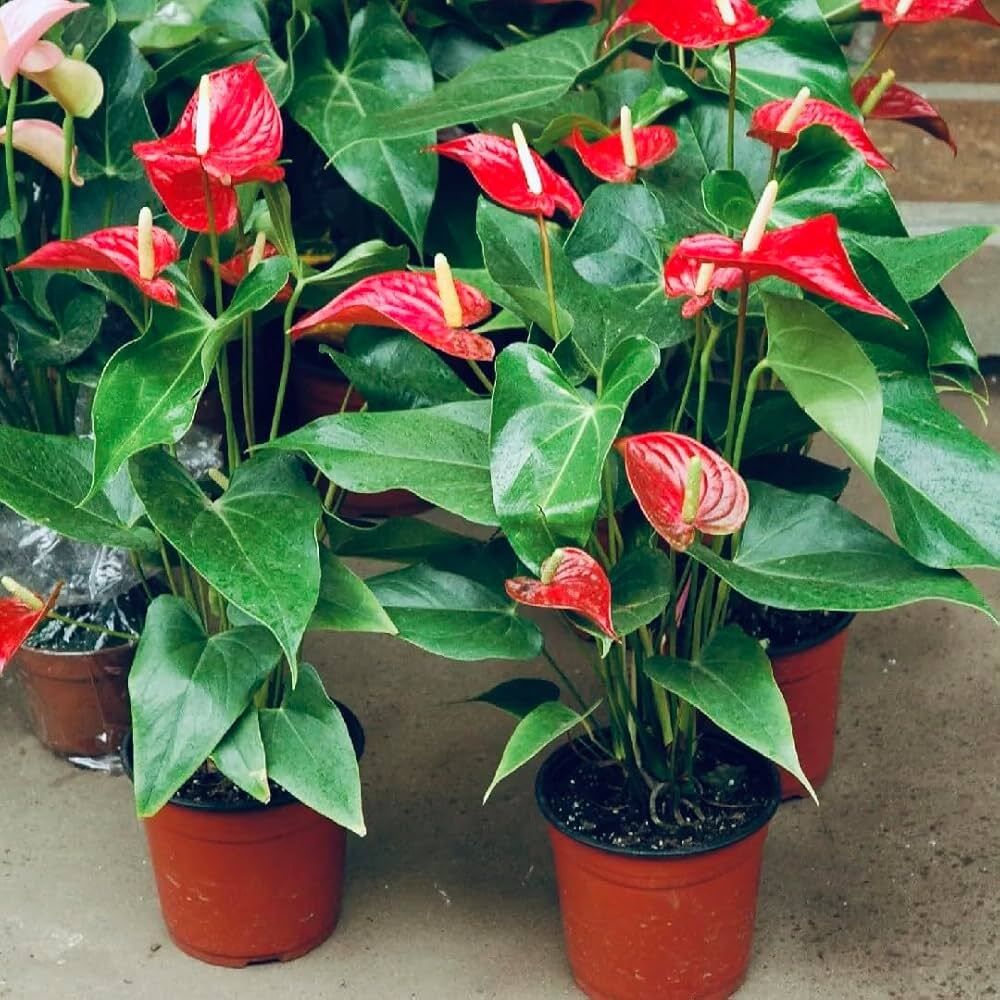 Best Quality Anthurium Seeds Multi Colour Seed-image-33