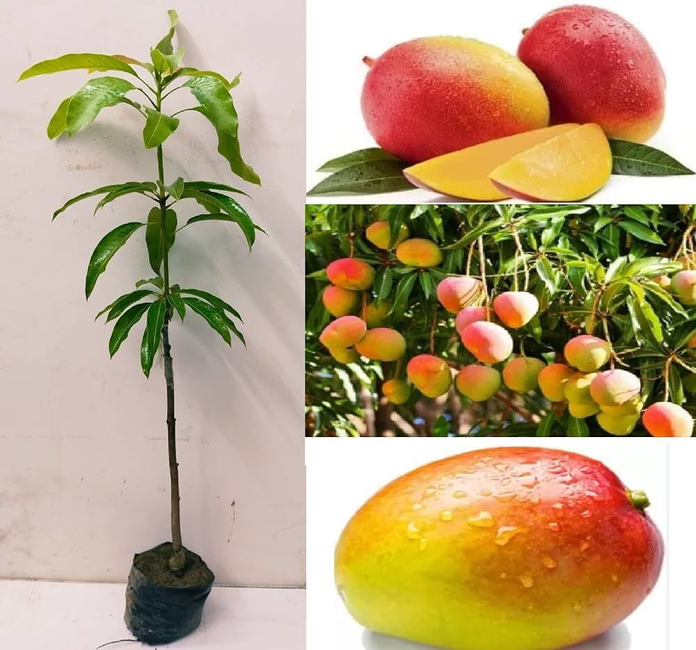 Japan mango seeds Seed-image-20