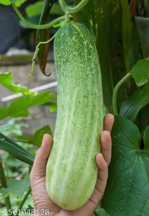 deys agro local cross Cucumber,Sosa 100% Organic Gardening Vegetable bij Seed-picture-23