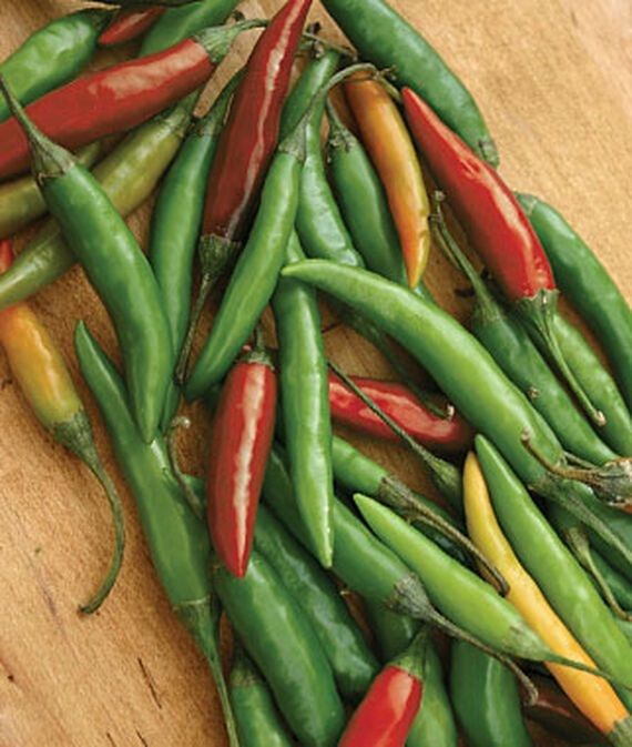 vibex Hot, Thai Hot Pepper, Seed-picture-41