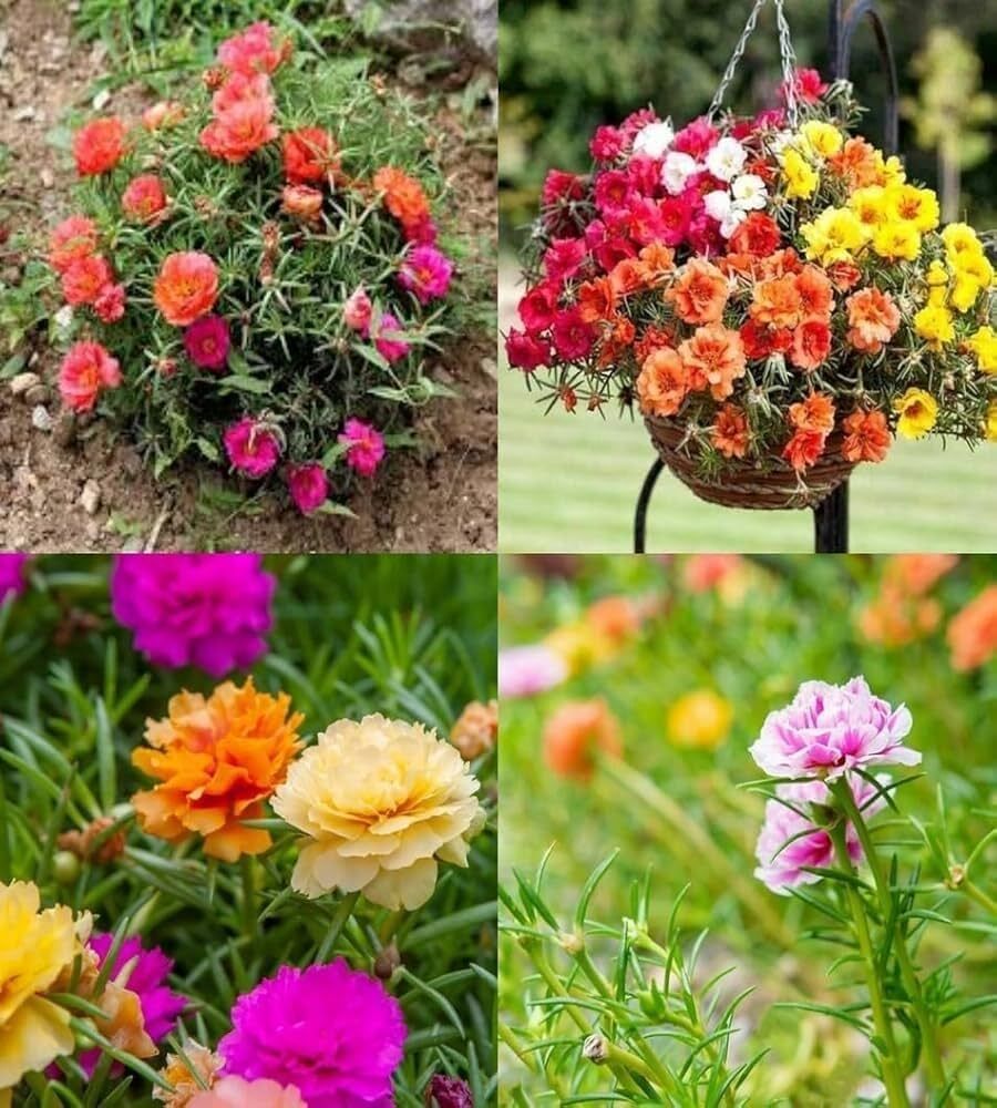 Mixed portulaca flower Seed-image-41
