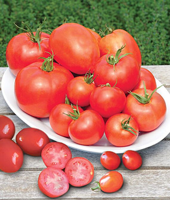 vibex Tomato, Collection, Burpee's Sampler Seed-picture-11