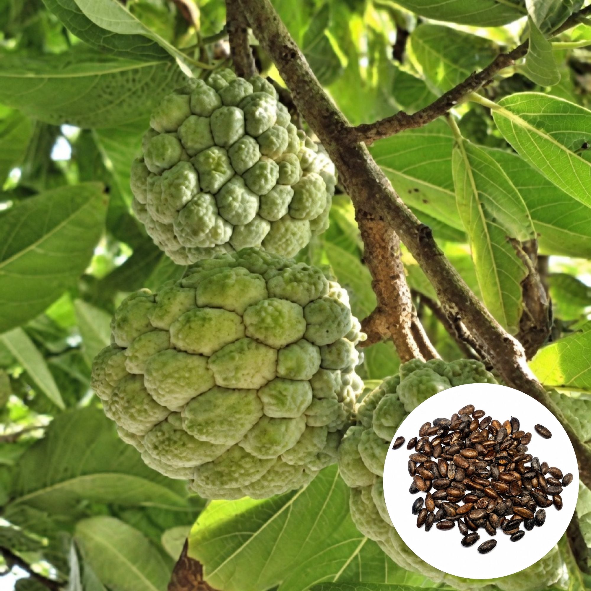 plantifynursery Custard Apple, Sugar Apple, Sweetsop, Sitaphal, Seethaphal, Aatha Pazham Seed-picture-12