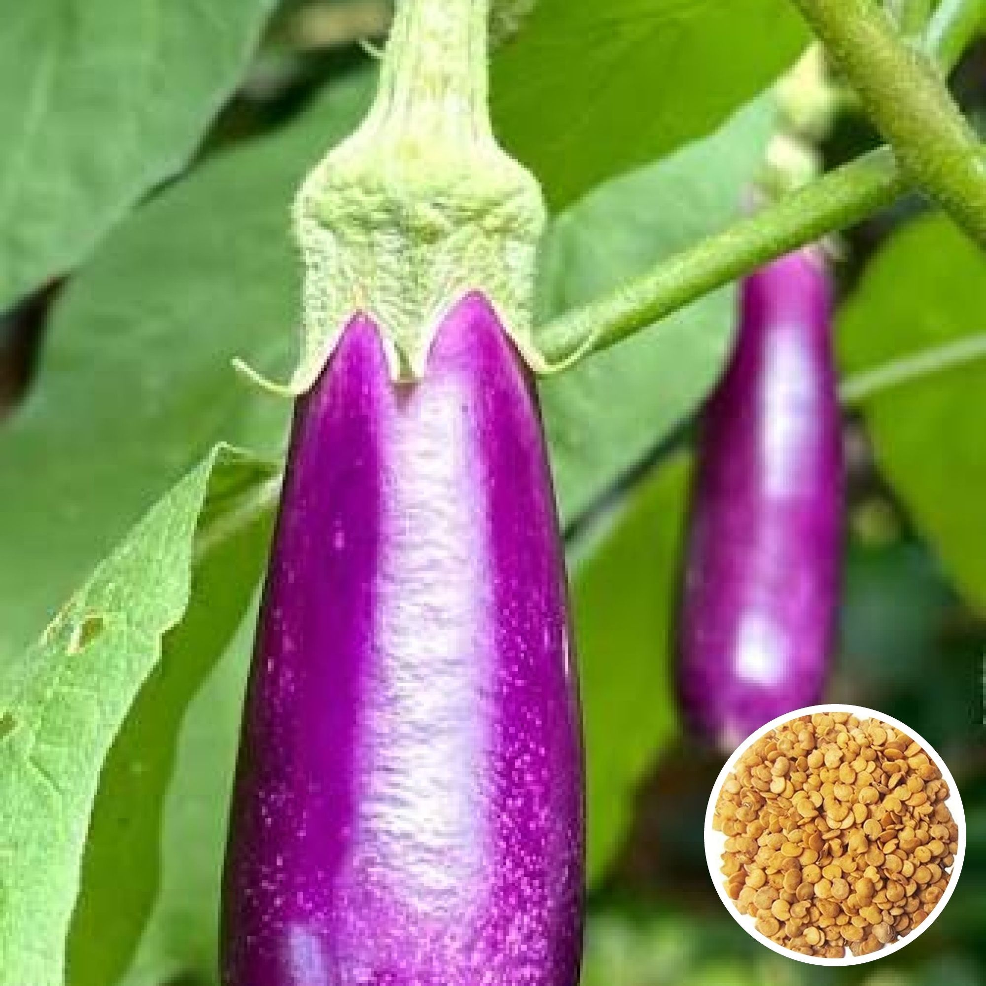 baidyanursery Brinjal, Baingan, Eggplant, Begun Seed-picture-21
