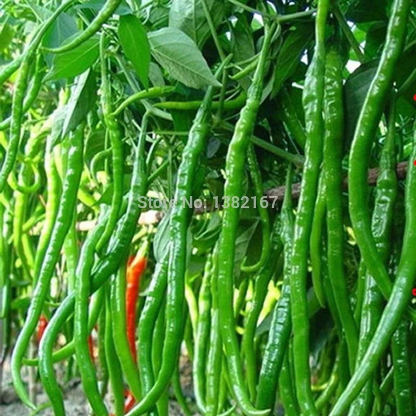 deys agro CHILLI MIRCHI HYBRID SEEDS,HOT GREEN CHILLI, SPICY GREEN CHILLI Seed-picture-35