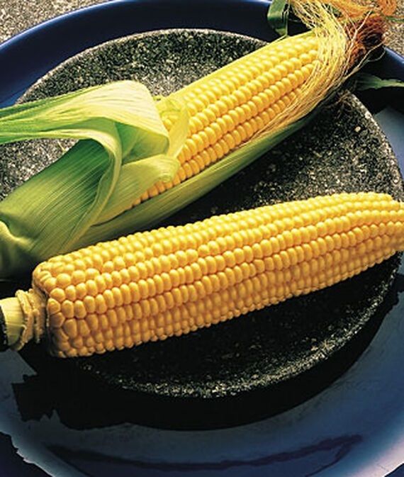 biosnyg Organic Corn, Illini Xtra Sweet Seed-picture-14