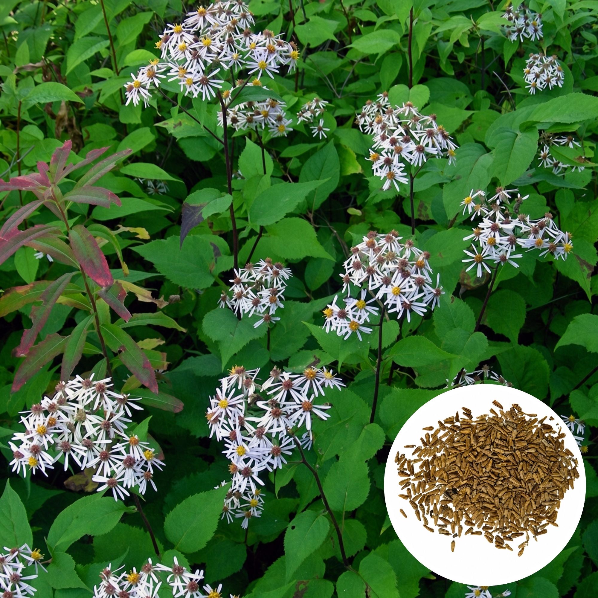 plantoranursery Garden Aster, Annual Aster, China Aster, Aster Flower Seed-picture-29